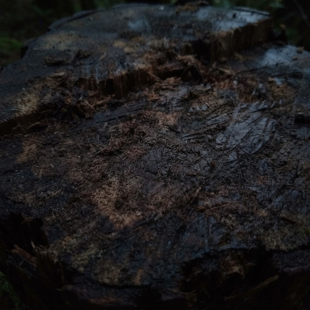 Only part of the stump shows, the roots are out of frame, and it's too dark to see detail.